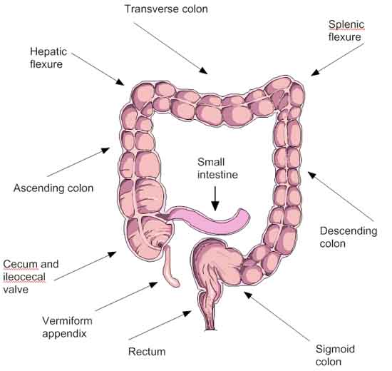 bowel wall layers