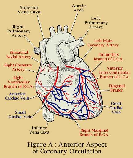 Understanding Natural Heart Health & Anatomy -- Newsletter
