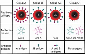 Blood Typing: ABO System