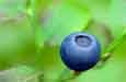 alternative cancer therapies: blueberries