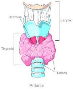 The Endocrine System: Thyroid and Parathyroid Gland | Baseline of ...