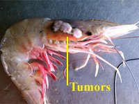 shrimp with tumors