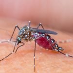 Genetically Prone to Mosquito Bites | Natural Health Blog