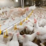 Is Chicken Really Healthy? | Natural Health Blog