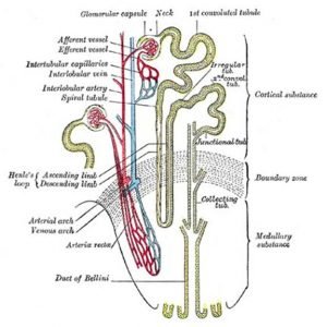 THE KIDNEY FLUSH: HOW IT WORKS | Baseline of Health Foundation